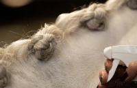 Lucky Horse Unicorn Glitterspray