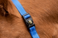 Excellent Horse Premium Halster Blauw