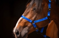 Excellent Horse Premium Halster Blauw