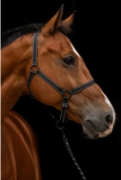 Excellent Horse Premium Halster Zwart