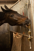 Lax Luzerne aan speeltouw voor paarden