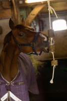 Lax Luzerne aan speeltouw voor paarden