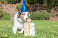 Chuckit! Birthday Fetch Ball M