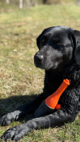 Dog Comets Bobber Roze