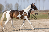 Excellent Horse Hi Gloss Glitter Spray Silver 250 ml