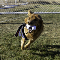 KONG Wubba Sport Football L