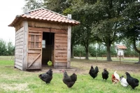 Lax Pikblok voor Legkippen 3,5 kg