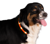 Nightwalk Safety Collar Oranje
